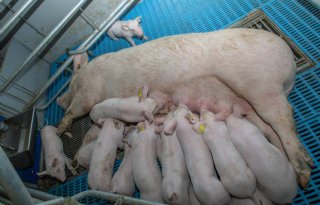 Dierenbescherming+verplicht+vrijloopkraamhok+van+7%2C5+vierkante+meter