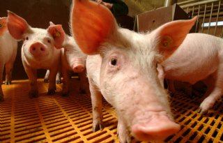 Geen+diergezondheidsheffing+2023+varkens