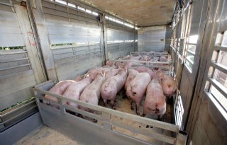 Drijfmiddelen+onder+vergrootglas+Varkens+in+Nood