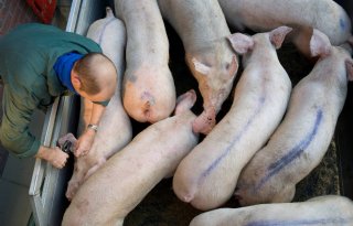 Afrikaanse+varkenspest+op+bedrijf+met+tienduizend+varkens+in+Polen