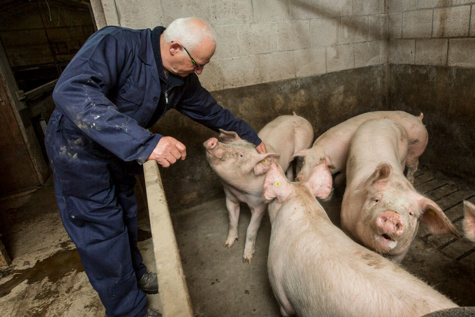De varkens bij Koops zijn rustig en laten zich graag door hun verzorger aanraken. 