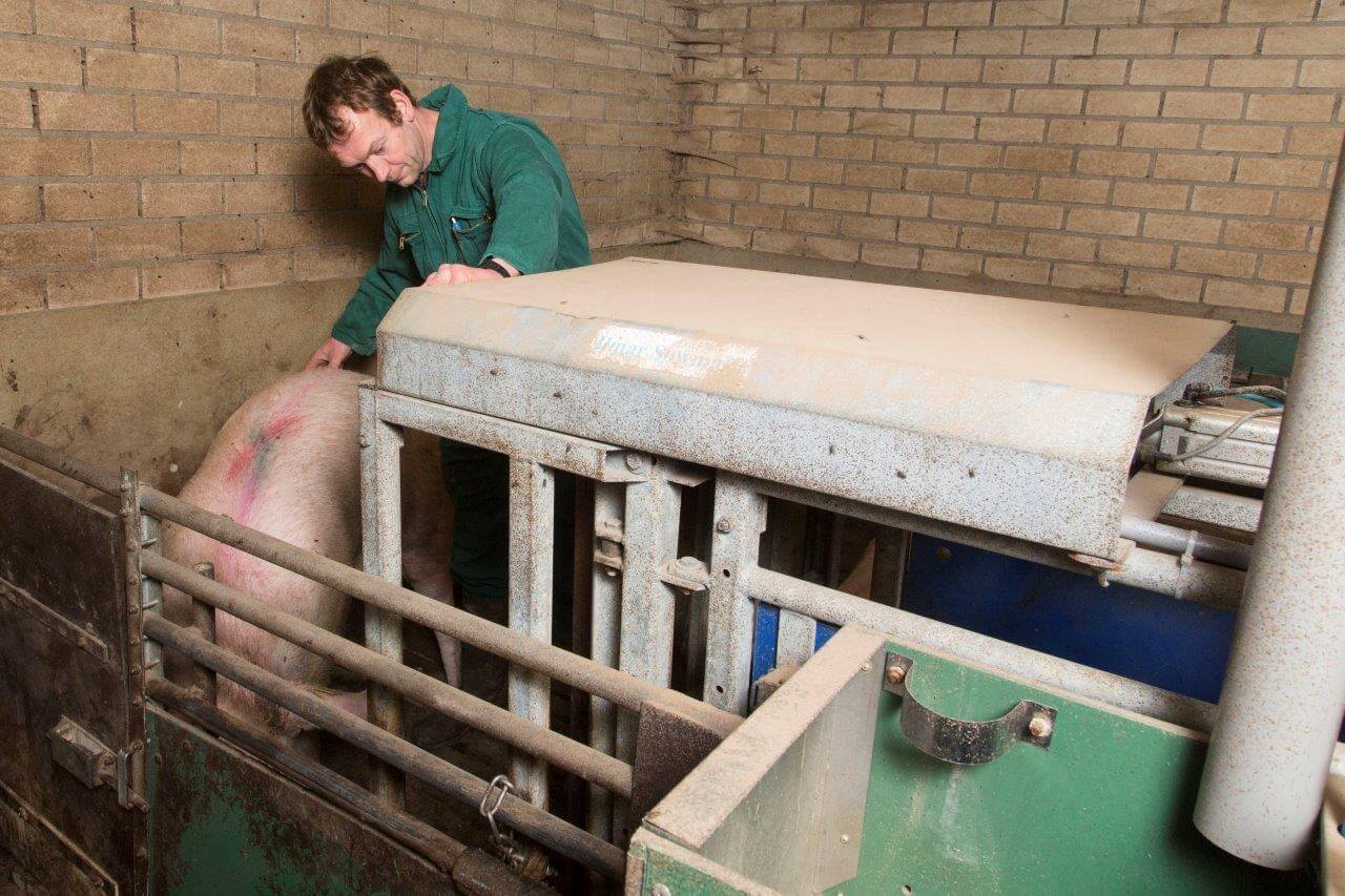 Al voor het insemineren gaan de eigen fokgelten naar een afdeling met een aanleerstation, zodat ze de werking goed leren kennen. Vanaf een week of twee voor insemineren krijgen ze daar flushvoer. 