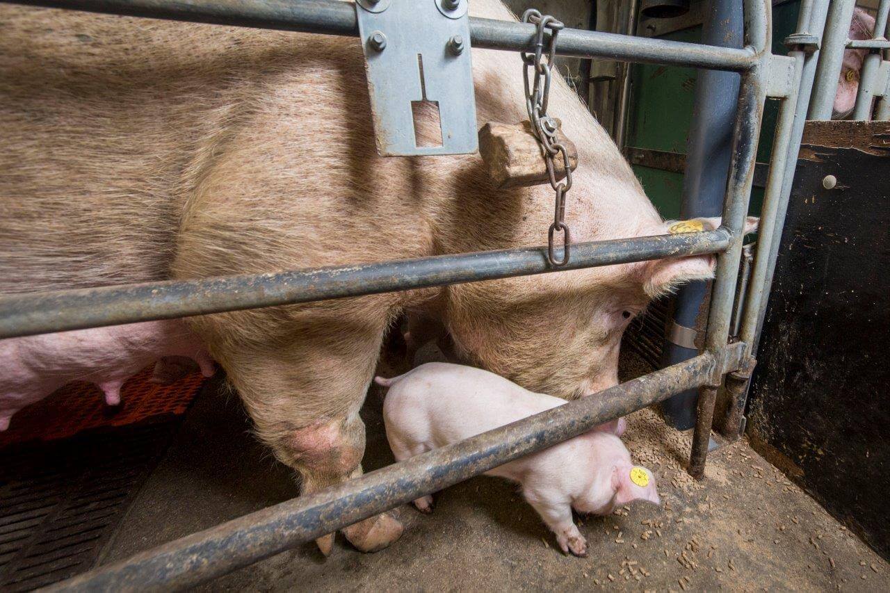 Door het voeren op de vloer, leren de biggen goed van de zeug vreten. Neemt niet weg dat ze hun eigen bijvoeding krijgen. Dat begint met een papje van prestarter en eindigt met een droge speenkorrel. 