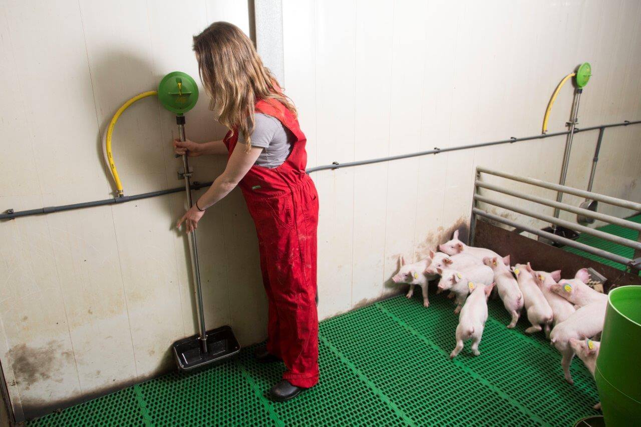 De biggen drinken de eerste tijd vooral uit dit grote waterbakje. Het bakje is te kantelen, waardoor er iedere dag weer schoon water in komt. Aan het einde van de ronde drinken de biggen meestal uit de nippel met het lekbakje er onder. 