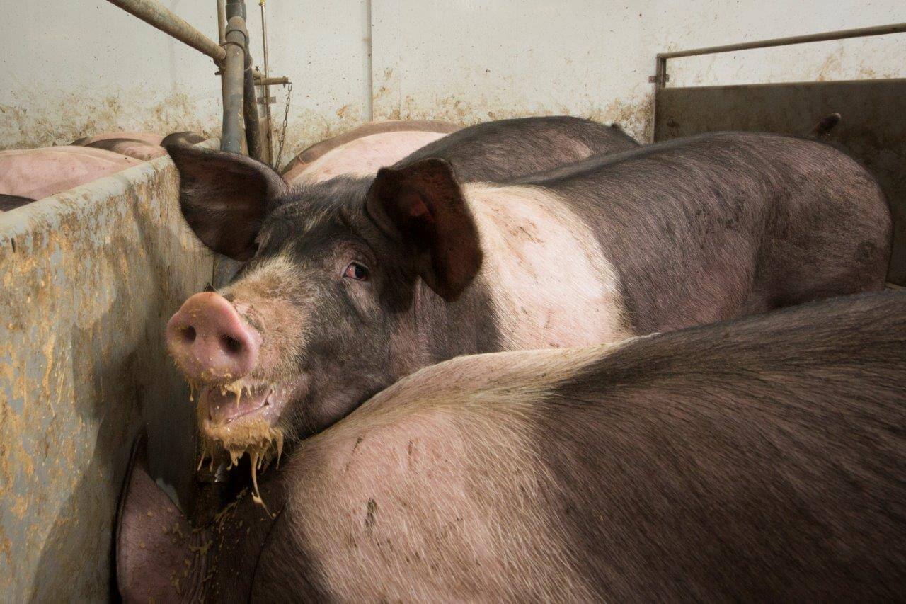 Nu het rantsoen super smakelijk is, nemen de Piétrain-varkens gemiddeld 2 kilo per dier per dag op. Ze groeien gemiddeld 830 gram per dag bij een voerconversie van 2,40. De AutoFom-score is 1,005. 