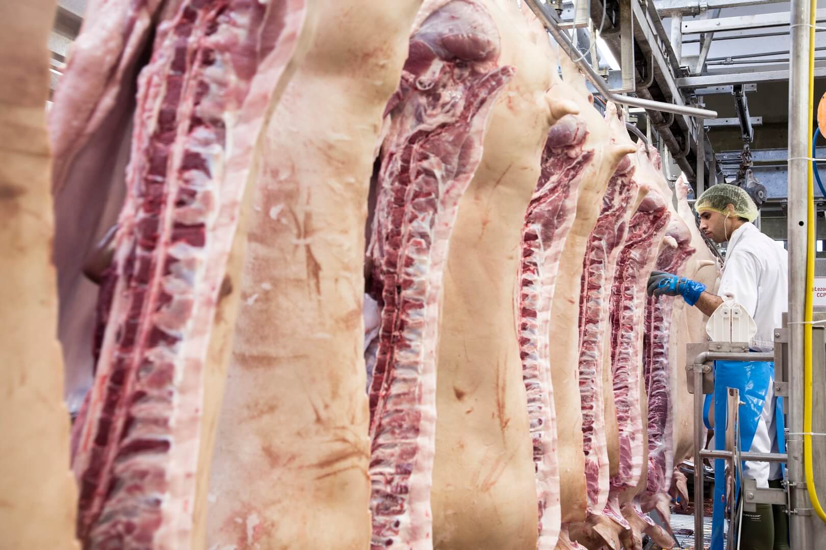 Export+varkensvlees+naar+China+stijgt+weer