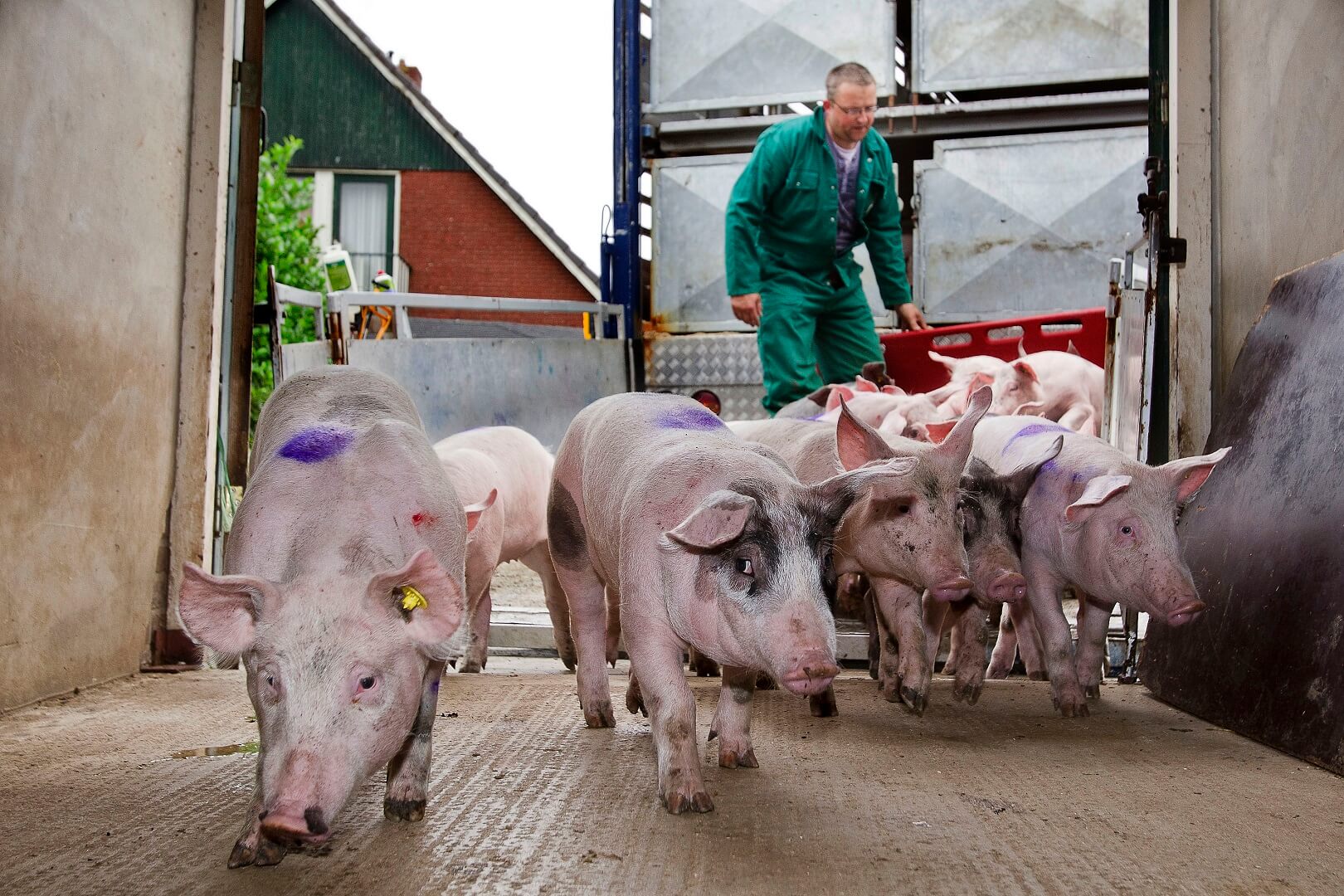 Saldo+vleesvarkens+halveert%2C+zeugen+beter