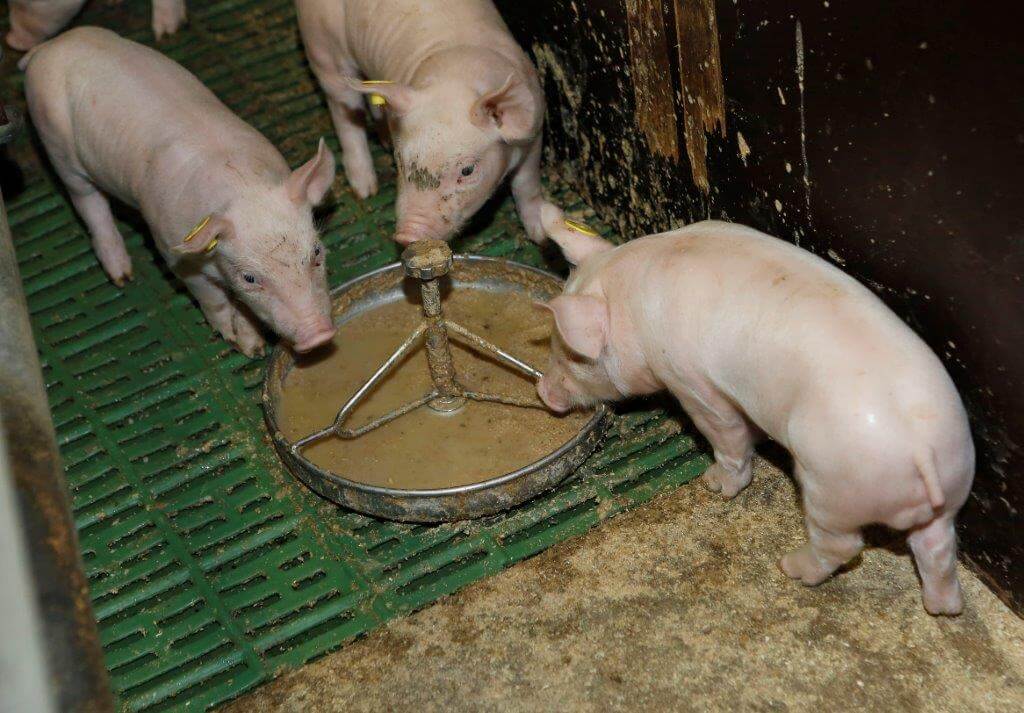 Vanaf dag 10 krijgen de biggen in het kraamhok een warm mengsel van Agrubrij en speenkorrel. Het zijn bijna de laatste eigen biggen, nu Marco overschakelt naar speenbiggen en vleesvarkens. 