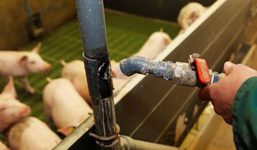 Marco doseert dat via een zelfgemaakte, afsluitbare opening in de valbuis. Na twee weken krijgen de biggen gewoon hun voer vanuit de brijvoerinstallatie. 