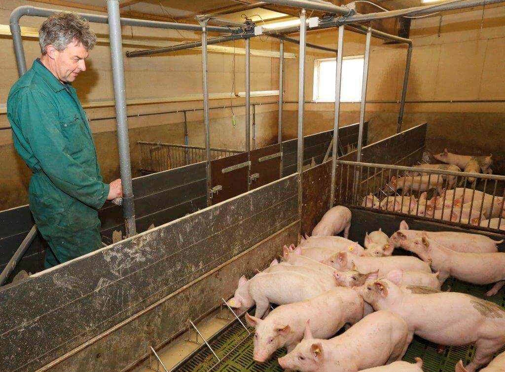 De eerste twee weken na spenen krijgen de biggen hetzelfde warme mengsel van Agrubrij en speenkorrel. 