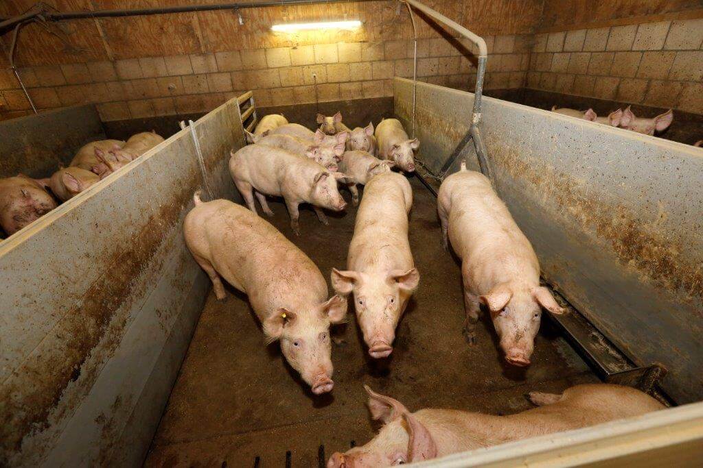 Sinds de overstap op het combi-vaccin met circo en mycoplasma is de groei gestegen, de uitval gedaald. Antibiotica zijn nauwelijks nodig. De brijvoedering met hoogwaardige producten speelt ook een belangrijke rol. 
