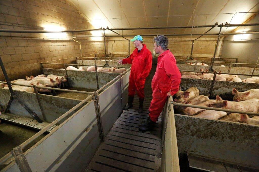 Een keer per drie weken loopt Luuk samen met Marco door de stallen. Na de overschakeling naar speenbiggen en vleesvarkens krijgt Marco ook eens in de drie weken nieuwe biggen. 