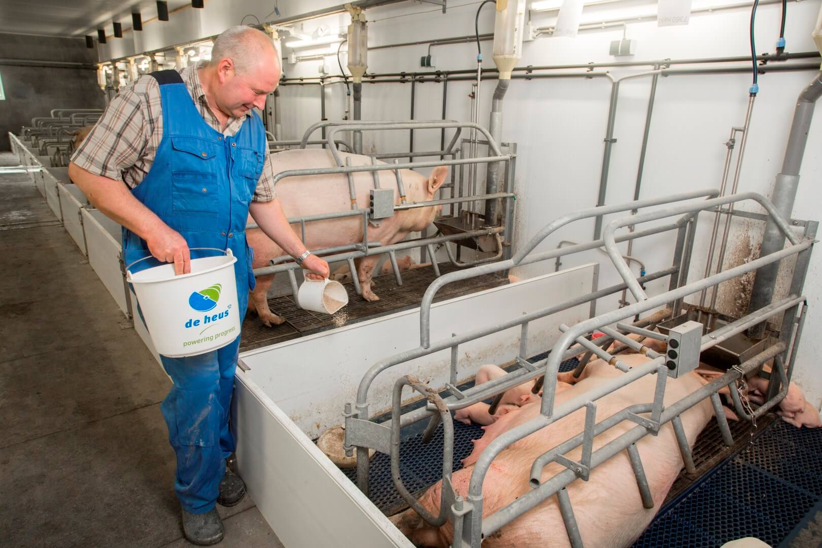 Naast de melk krijgen de biggen ook droogvoer. Eerst préstarter, dan préstarter met speenkorrel en vervolgens alleen speenkorrel. 