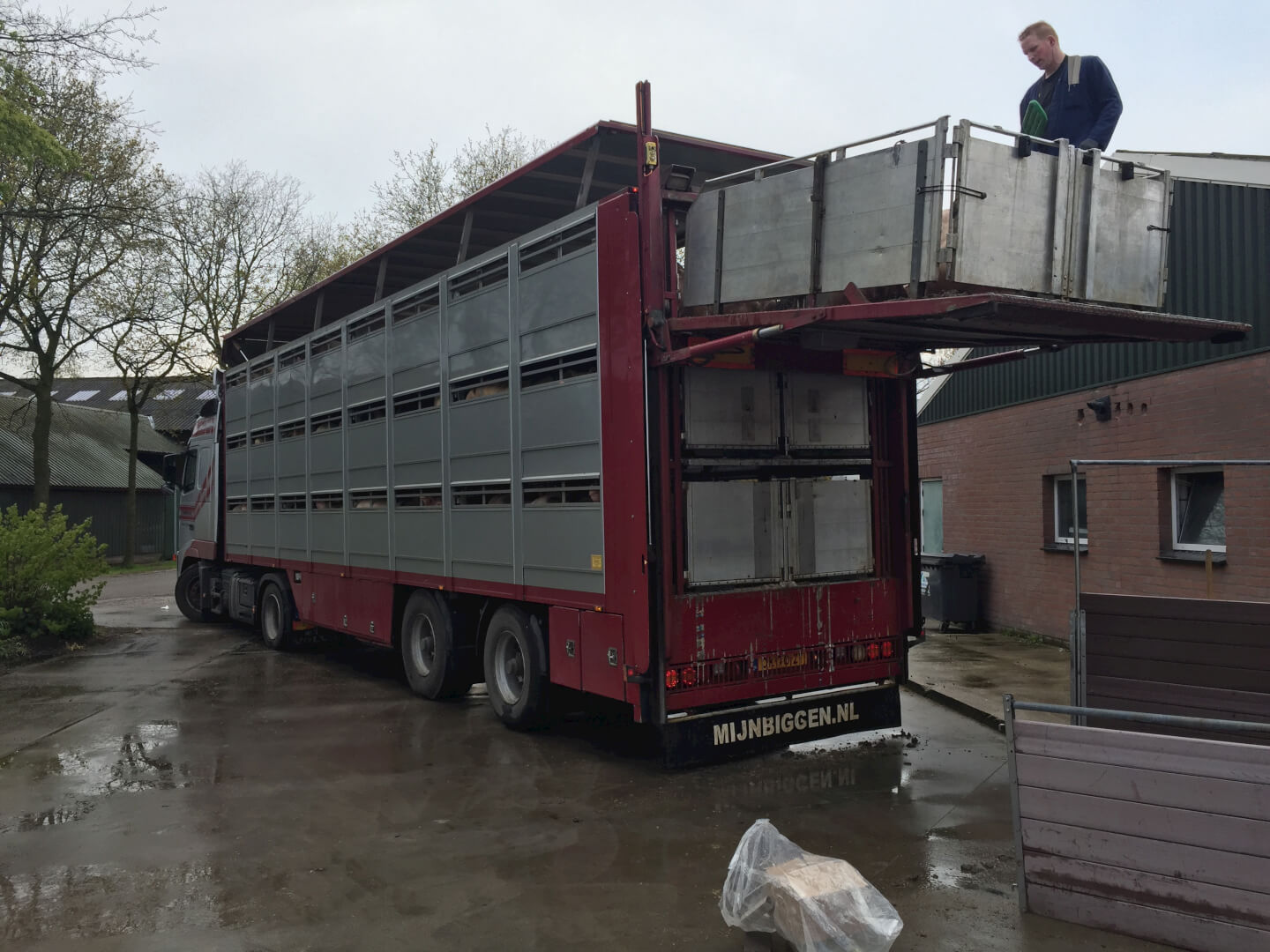 Elke week verlaat een lading vleesrijke dieren varkens het bedrijf. 