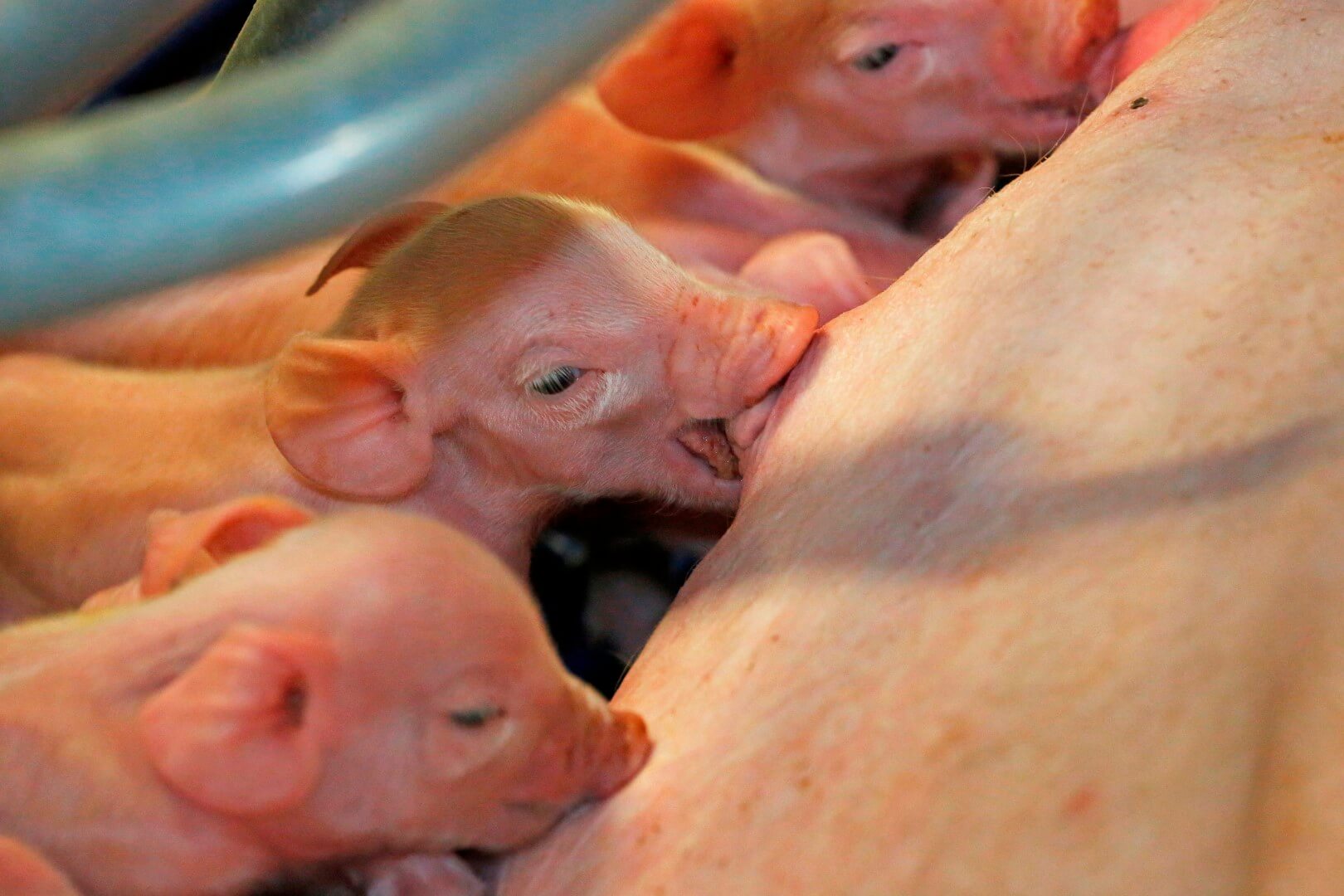 Steentjes doet er veel aan om de biggen een vliegende start te geven. De biggen voelen zich in de kraamstal op het eerste oog duidelijk op hun gemak. 