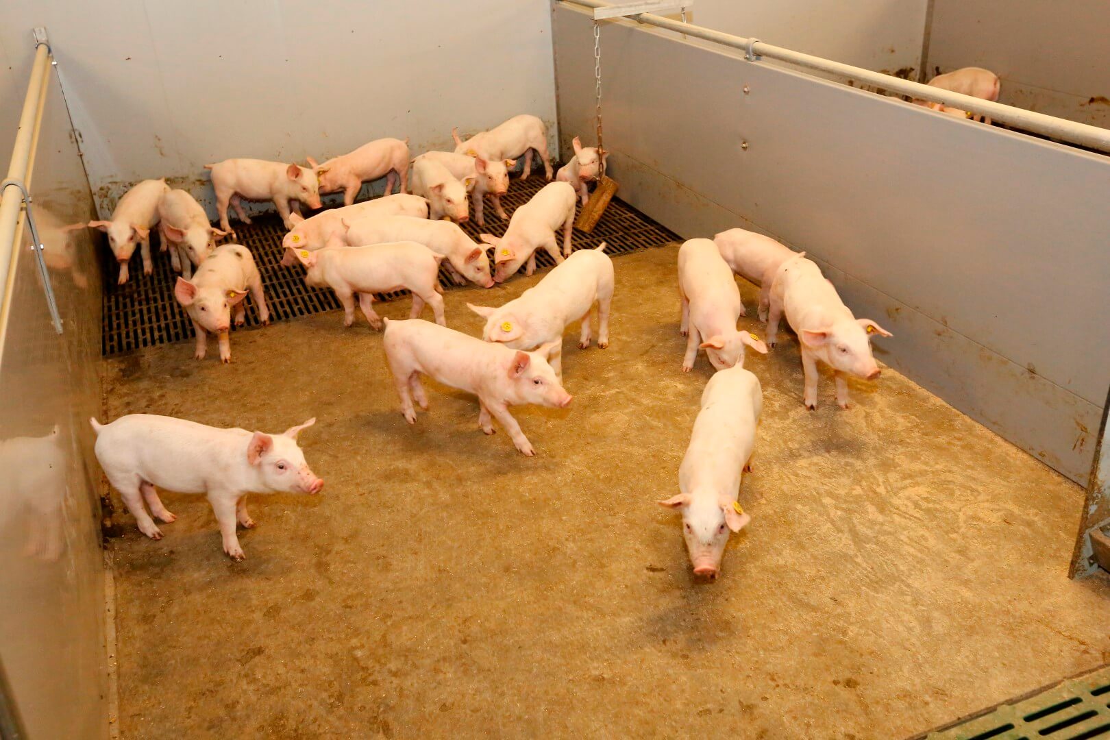 De nieuwe biggenstal maakte een eind aan de overbezetting. Bovendien hebben de biggen voldoende ruimte (0,4 m2) om te voldoen aan het Beter Leven keurmerk. Ieder hok heeft 55% dichte vloer. “Daardoor was een luchtwasser overbodig. Goedkoper kun je niet bouwen. Bovendien is dit beter voor mens en dier. Het ammoniakgehalte in de stal is laag. Bij de zeugen gebruiken we een koeldeksysteem.” 