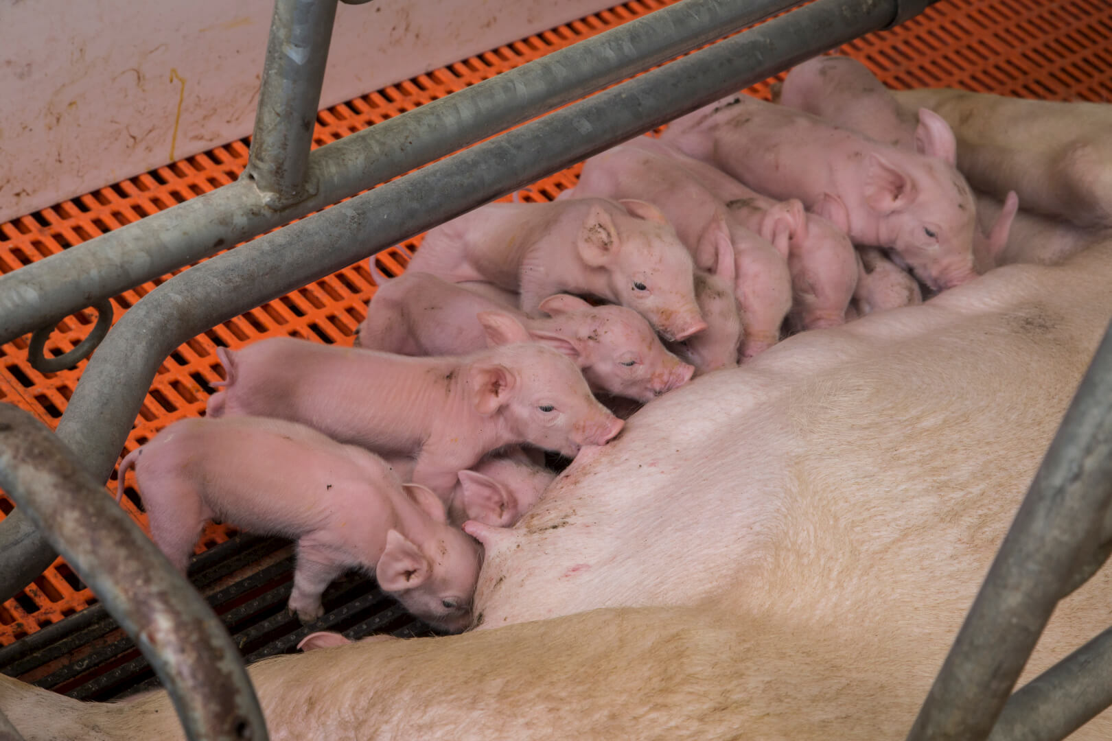 Bij de geboorte zijn de biggen nu gemiddeld 250 gram zwaarder en veel uniformer. 