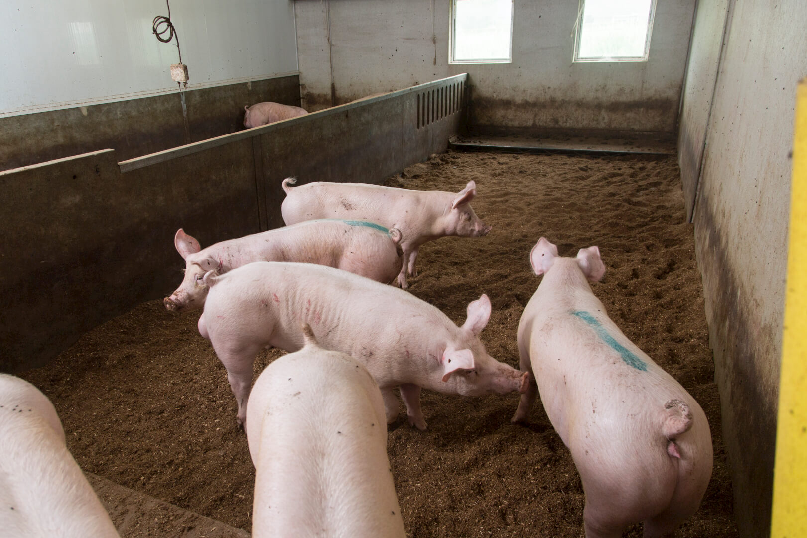 De varkens in de wroetstal vechten vrijwel nooit, zelfs niet in de restafdeling. 