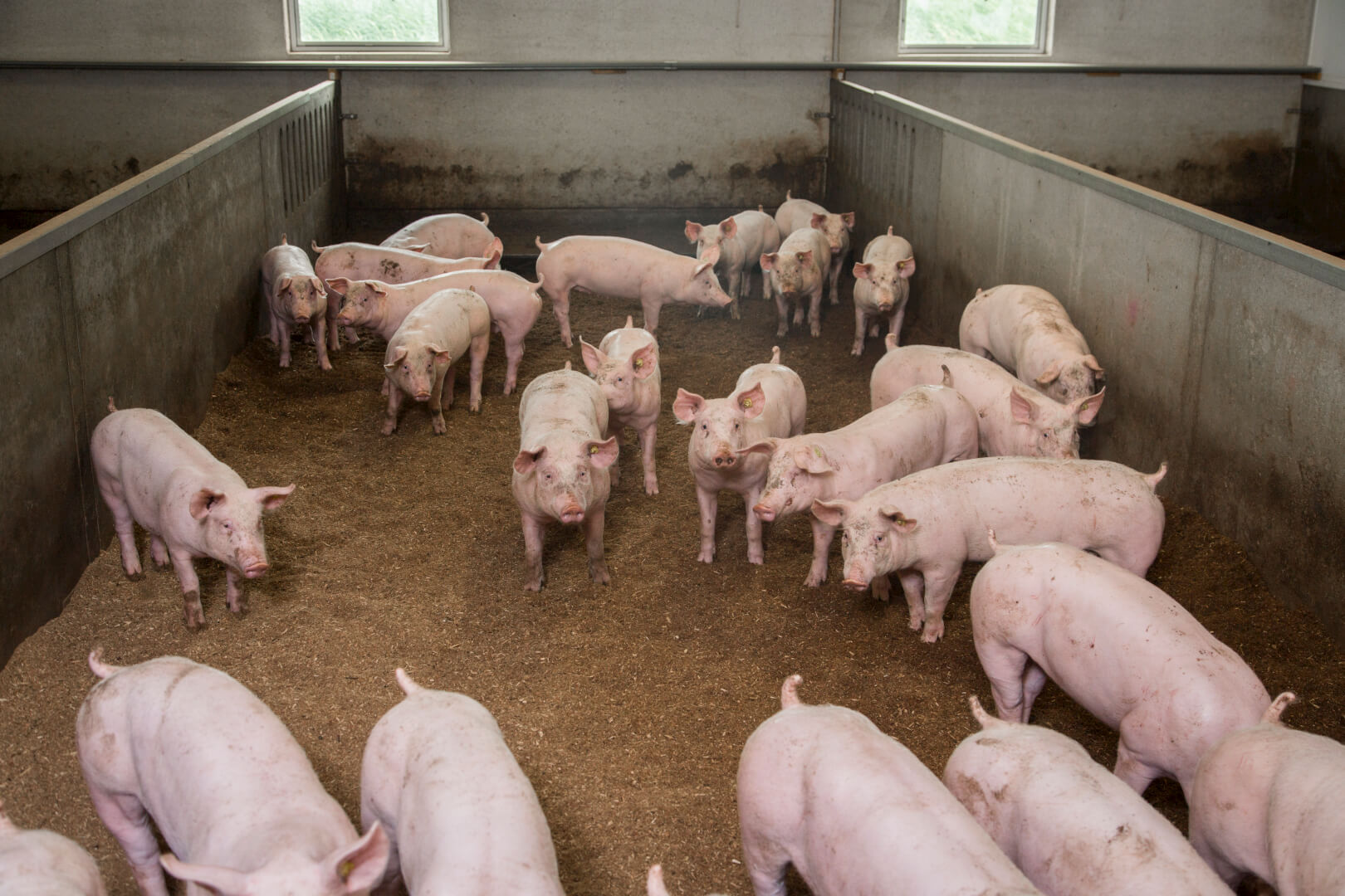 Ook als er onbekende personen in de stal komen, blijven de varkens rustig en komen ze nieuwsgierig kijken. 