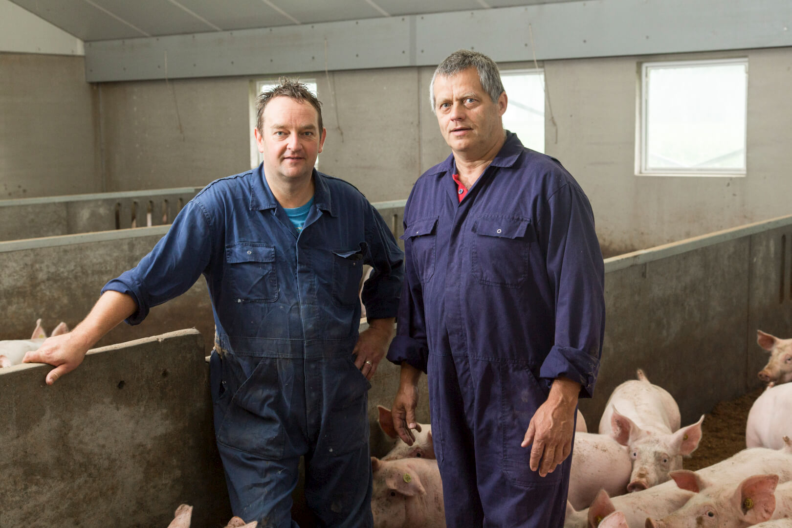 Jan Broenink (links) in de stal bij collega wroetvarkenshouder Gerard Kok. 