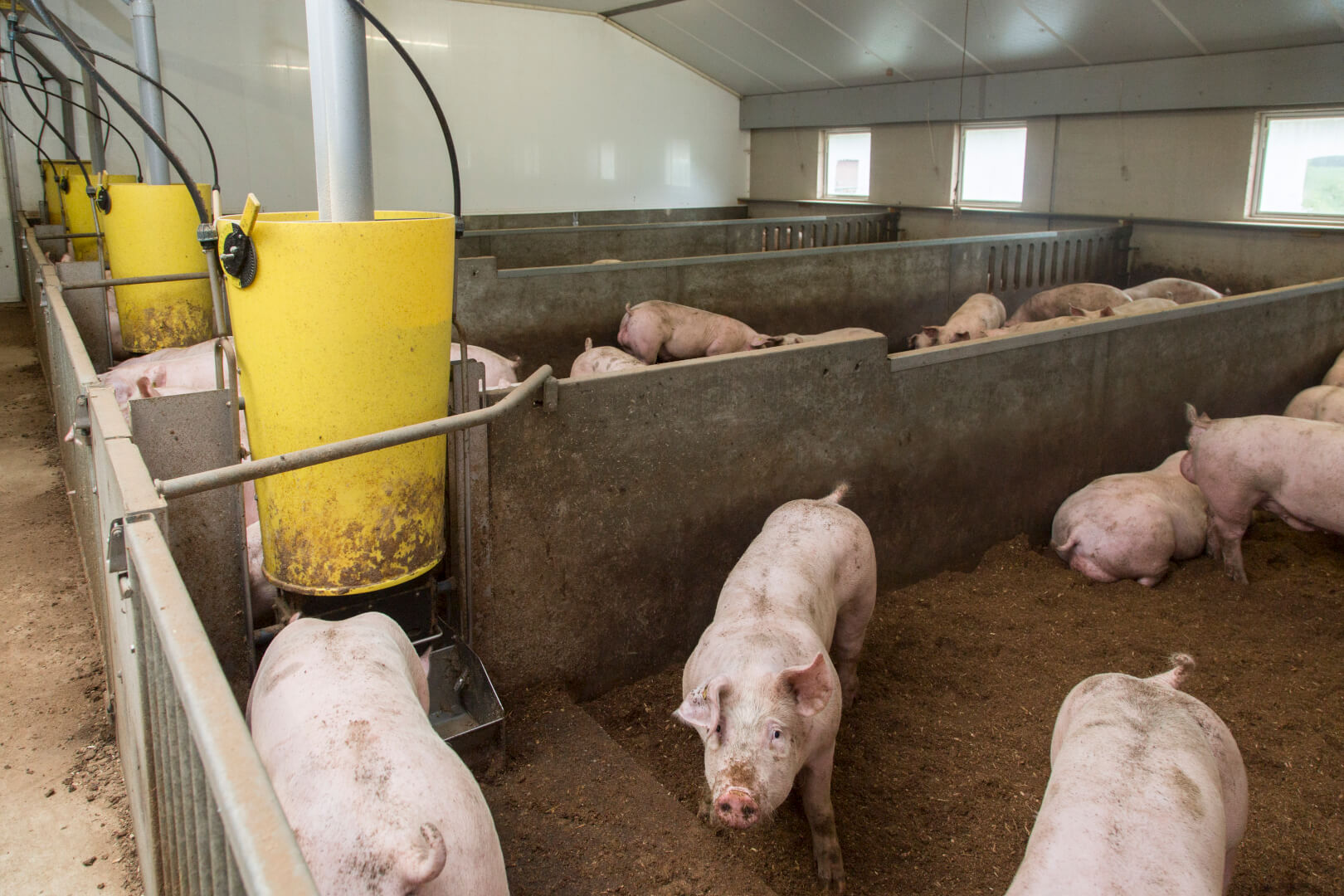 Voorin het hok zit een verhoging waar de varkens kunnen vreten en drinken. 