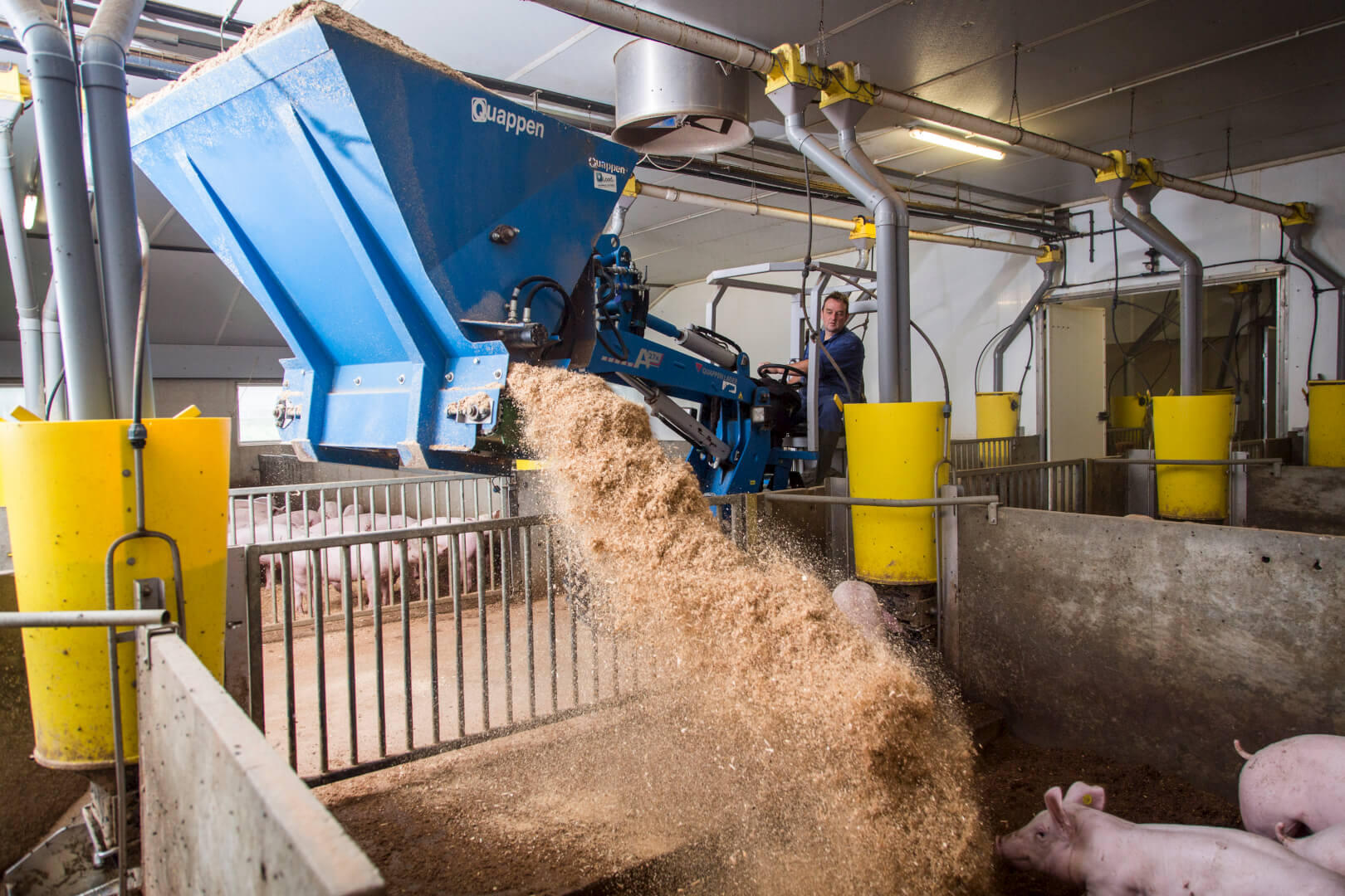 De varkens krijgen regelmatig een verse lading strooisel in het hok. 