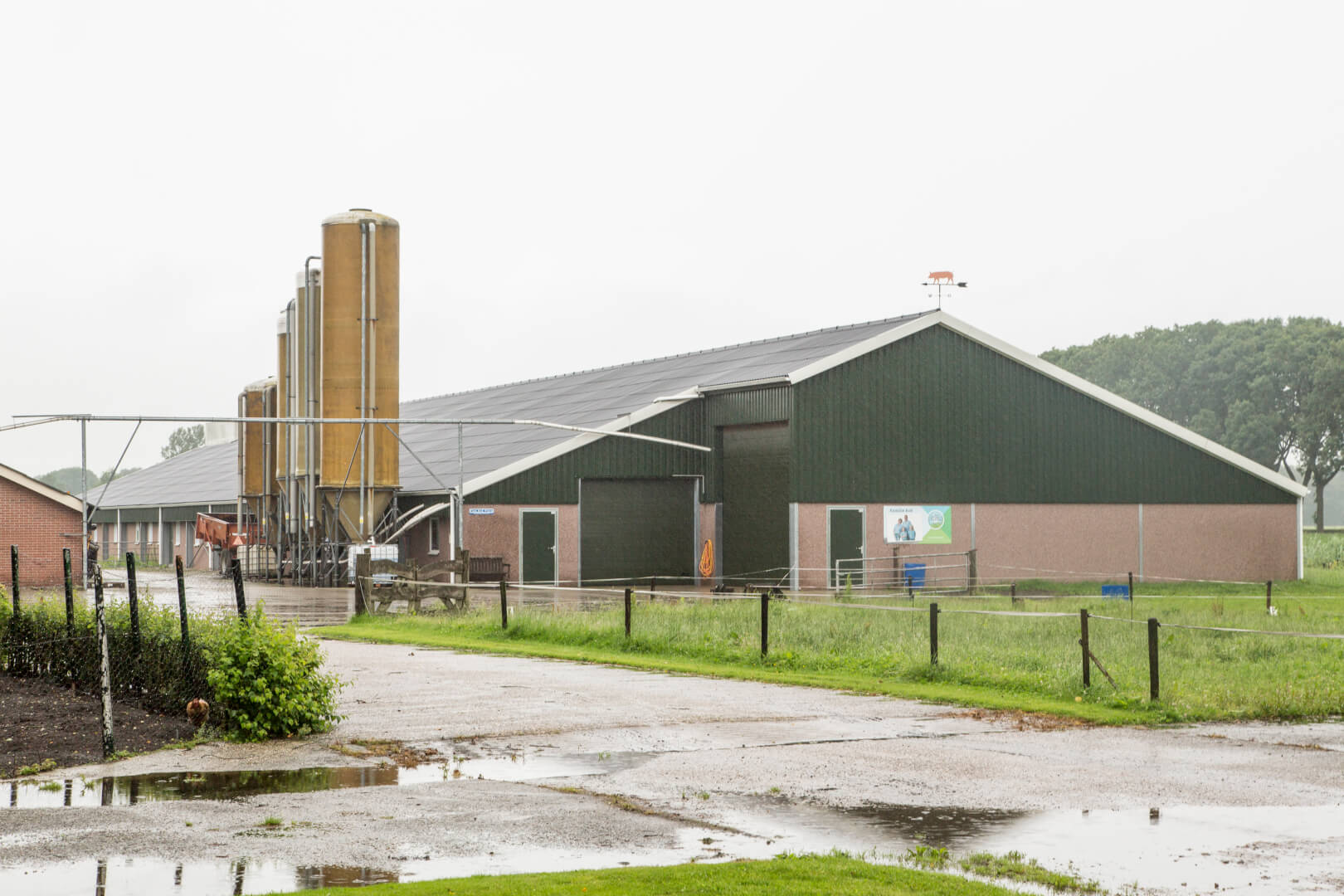 Gerard Kok heeft naast de wroetvarkens ook nog vleesvarkens voor het Beter Leven Keurmerk. 