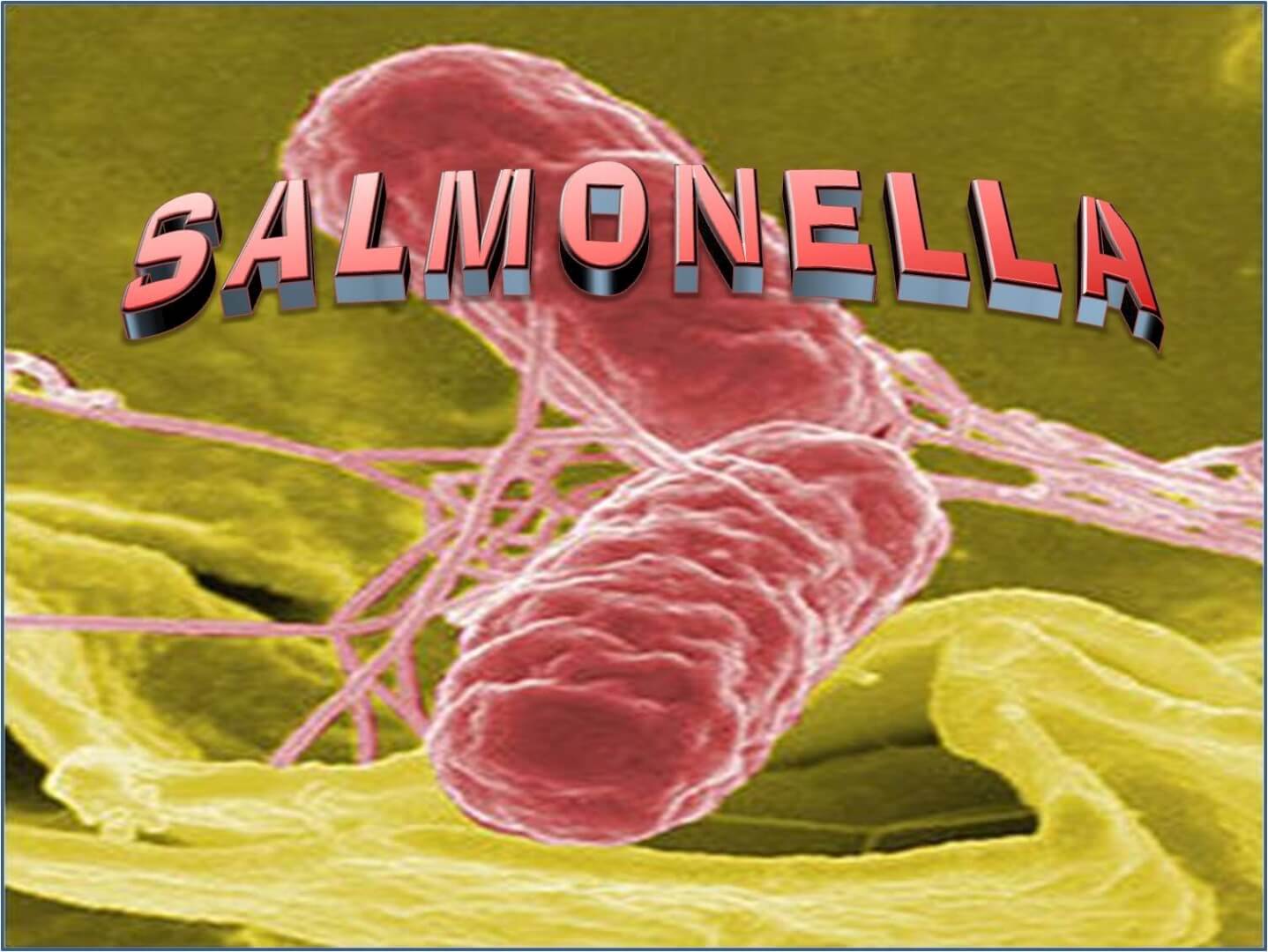 Salmonella%2Dinfecties+blijven+dalen