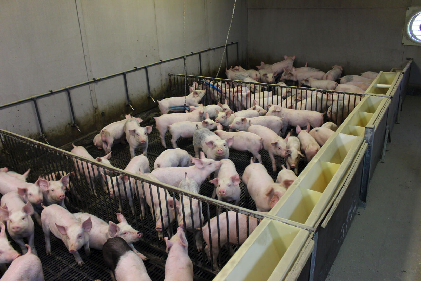 De gespeende biggen blijven in de opfok tot ze 40 kilo wegen. 