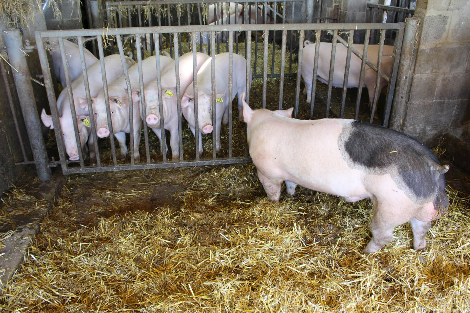 De gelten hebben voor de eerste inseminatie geregeld contact met de beer. 