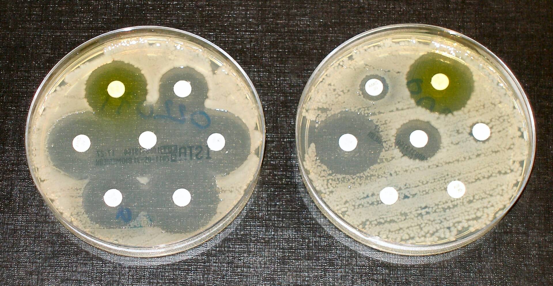 Iets+minder+resistente+bacteri%C3%ABn+bij+varkens