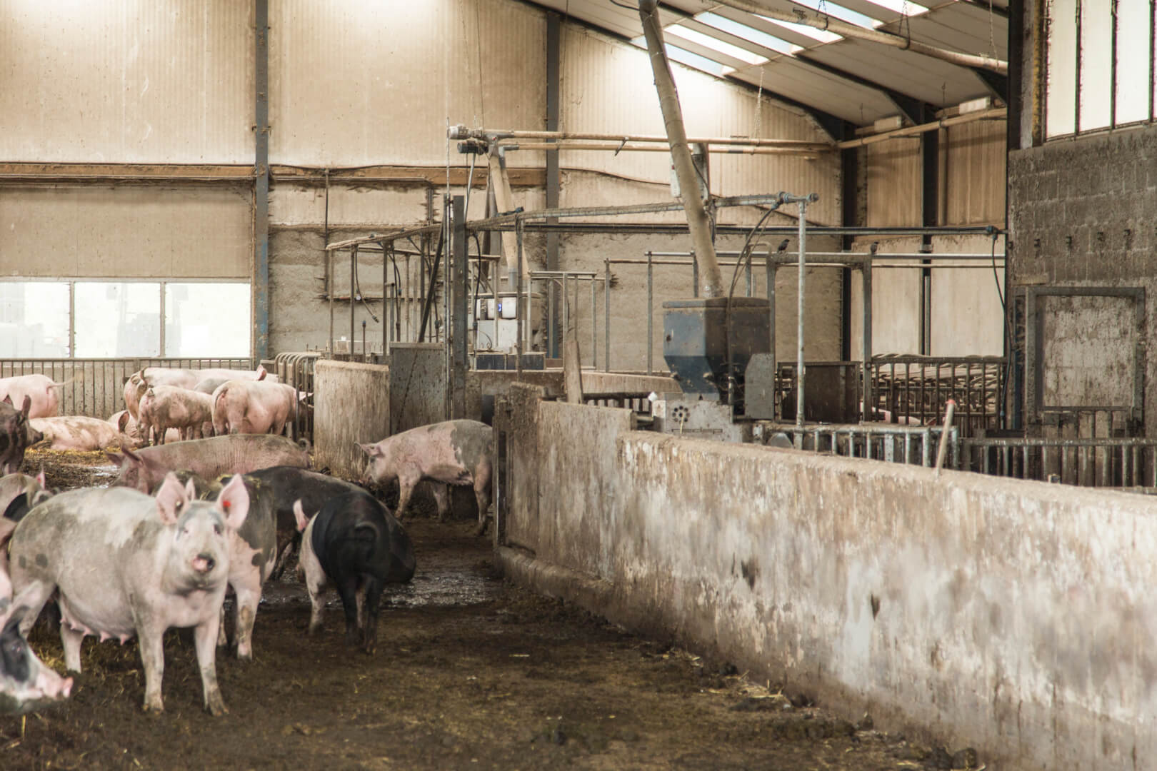 de drachtige zeugen houdt familie Wennekers in een grote dynamische groep op voerstations. Na spenen komen zeugen meteen in de grote groep, maar worden na enkele dagen gesepareerd. 