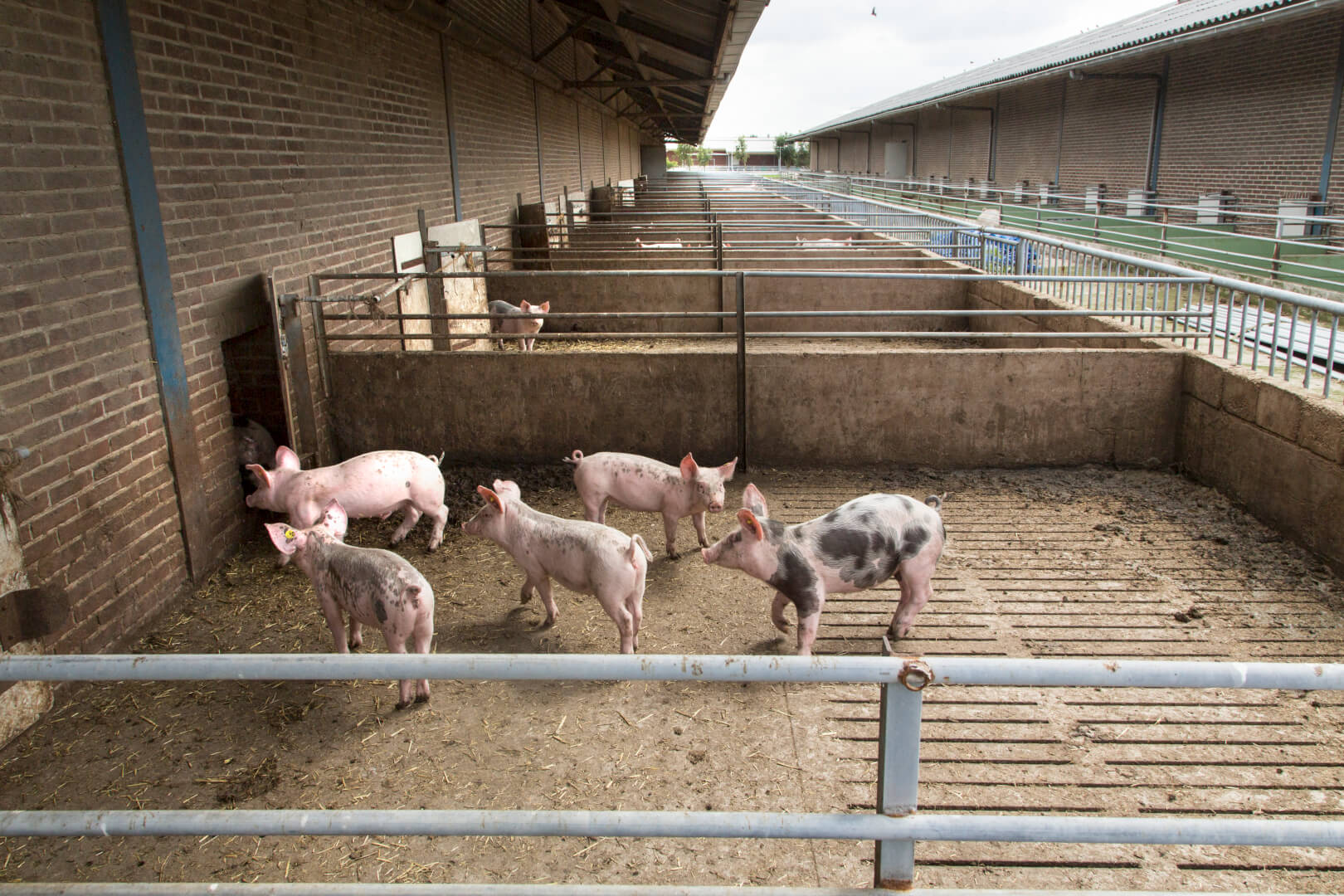 De opfok van biggen gebeurt in de 'oude' vleesvarkensstallen. Binnen is stro en buiten is de deels overdekte uitloop. 