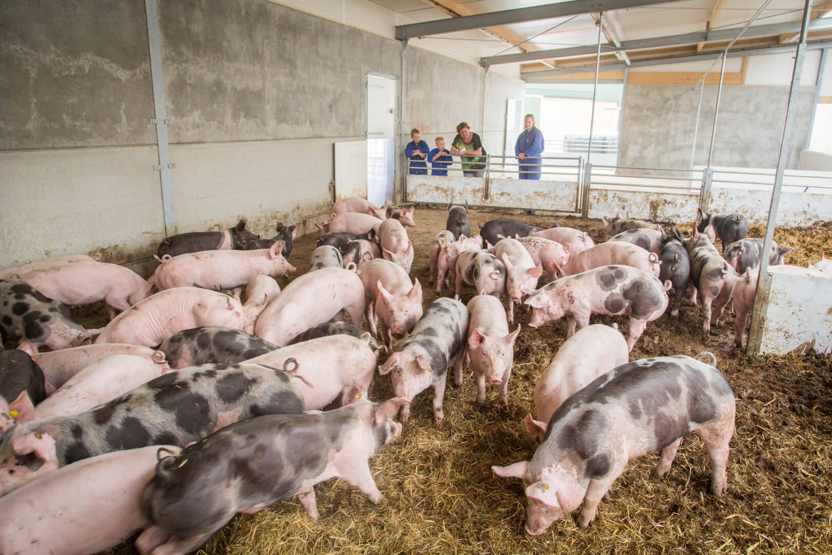 Het is een genot om naar de varkens met intacte staarten te kijken in de ruimte strostal met veel daglicht. 