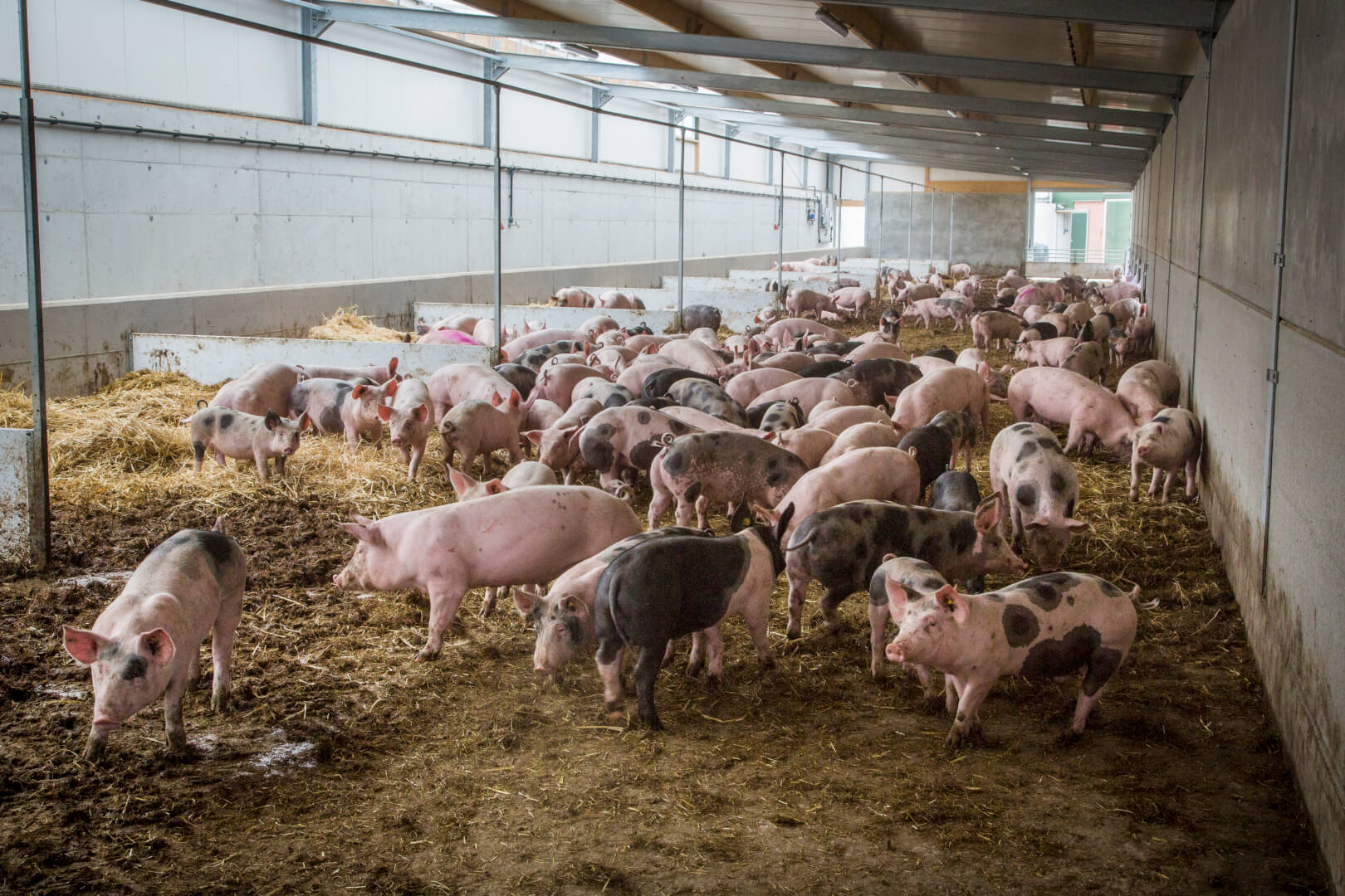 In elke Dijkstal kan een koppel met 300 vleesvarkens gehouden worden. Dan hebben de dieren meer ruimte dan is voorgeschreven in de biologische varkenshouderij.. 