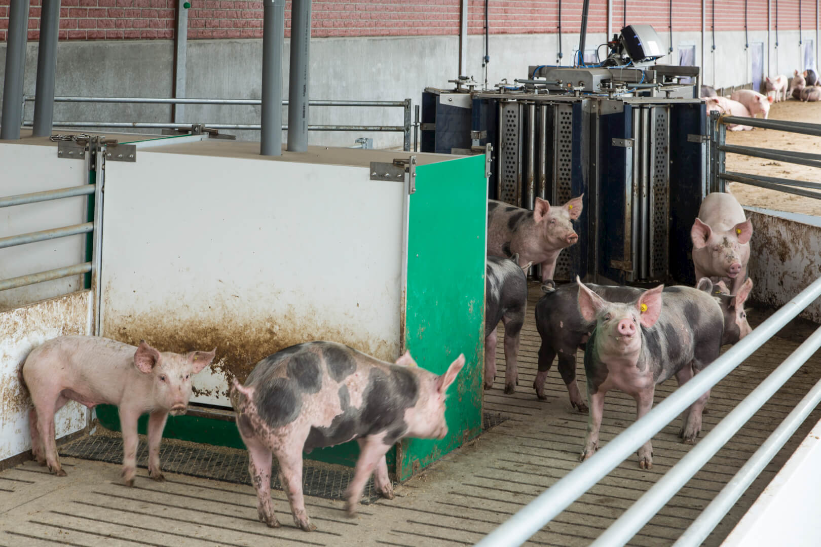 Wennekers kan de vreetruimte verdelen in twee verschillende delen met twee verschillende  voersoorten. 