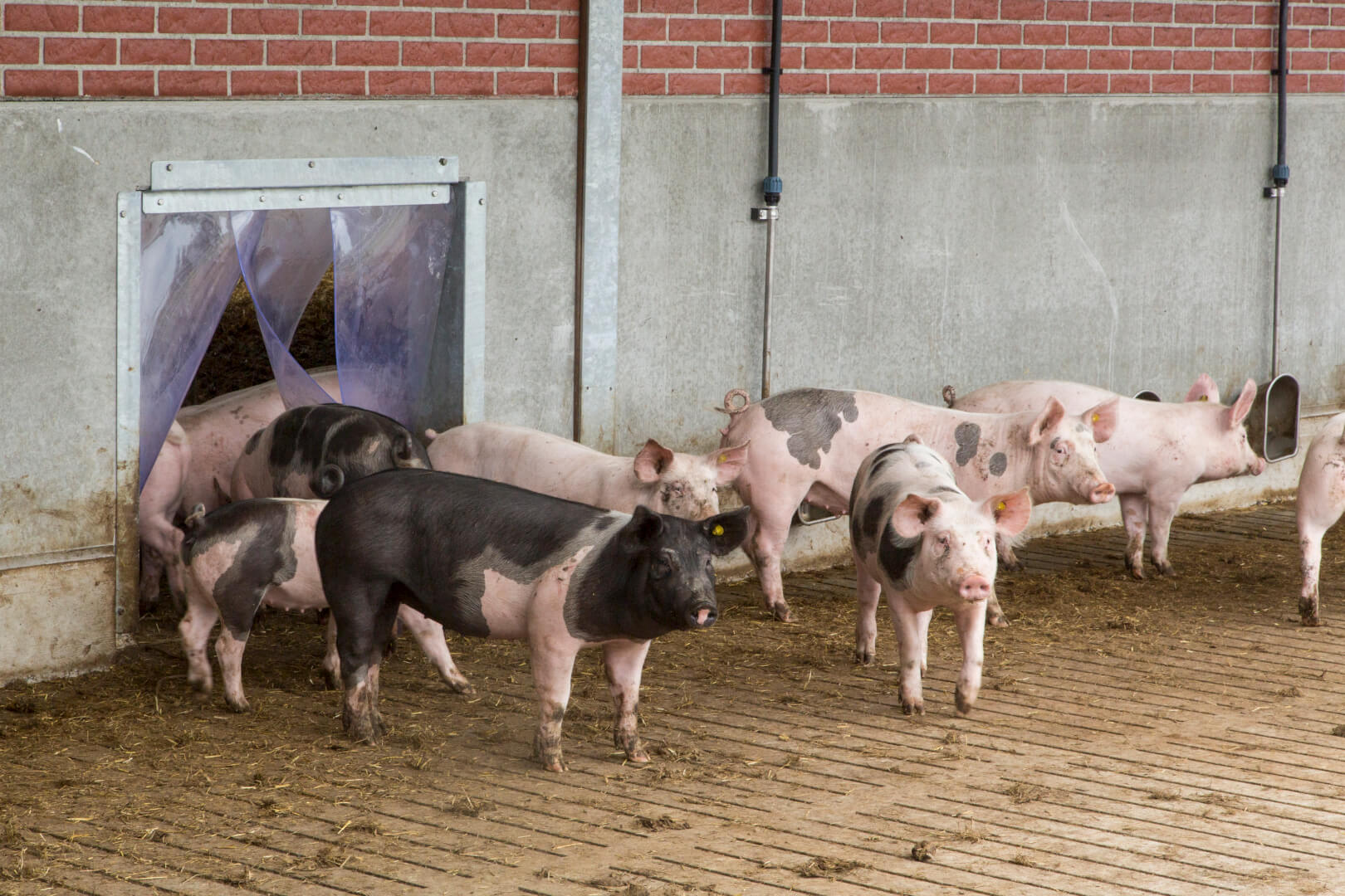 Via de openingen in de muur met flappen kunnen de vleesvarkens naar de activiteitenruimte om te mesten en urineren, maar ook om te drinken en te vreten. 