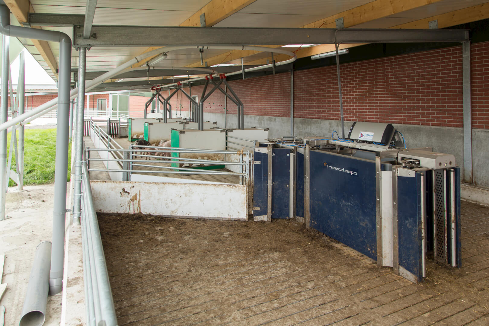 In de Dijkstallen krijgen vleesvarkens via het Nedap Sorting systeem toegang tot de ruimte met droogvoerbakken. 