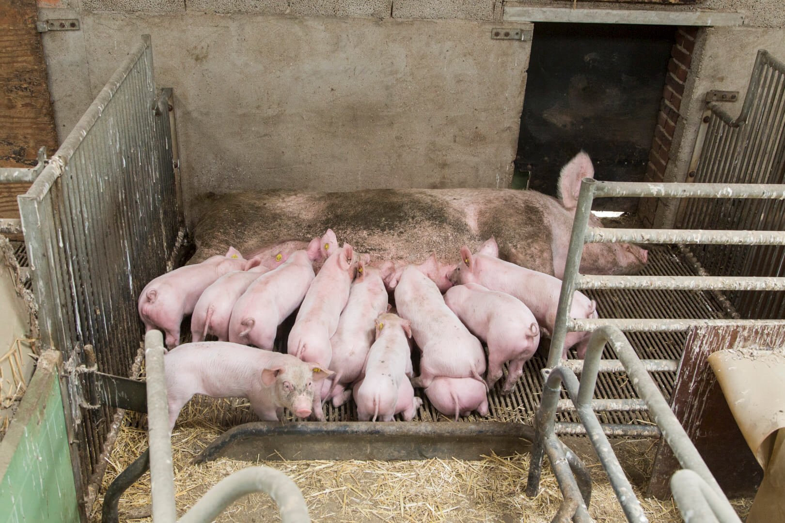 Verantwoorde+groei+biologisch