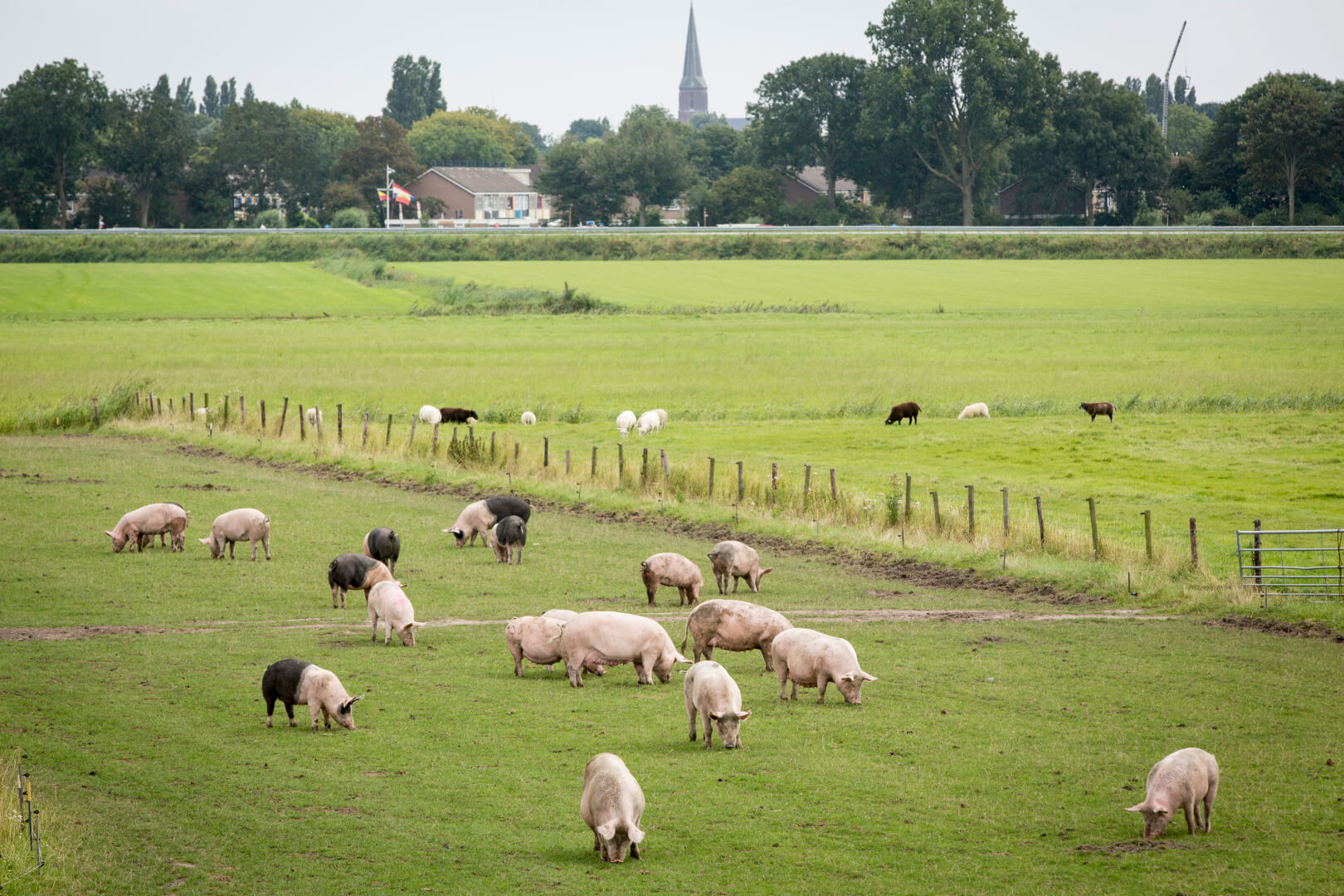 In de Schagense polder grazen naast schapen en runderen ook de biologische varkens van de familie Wennekers. Een apart Hollands tafereel. 