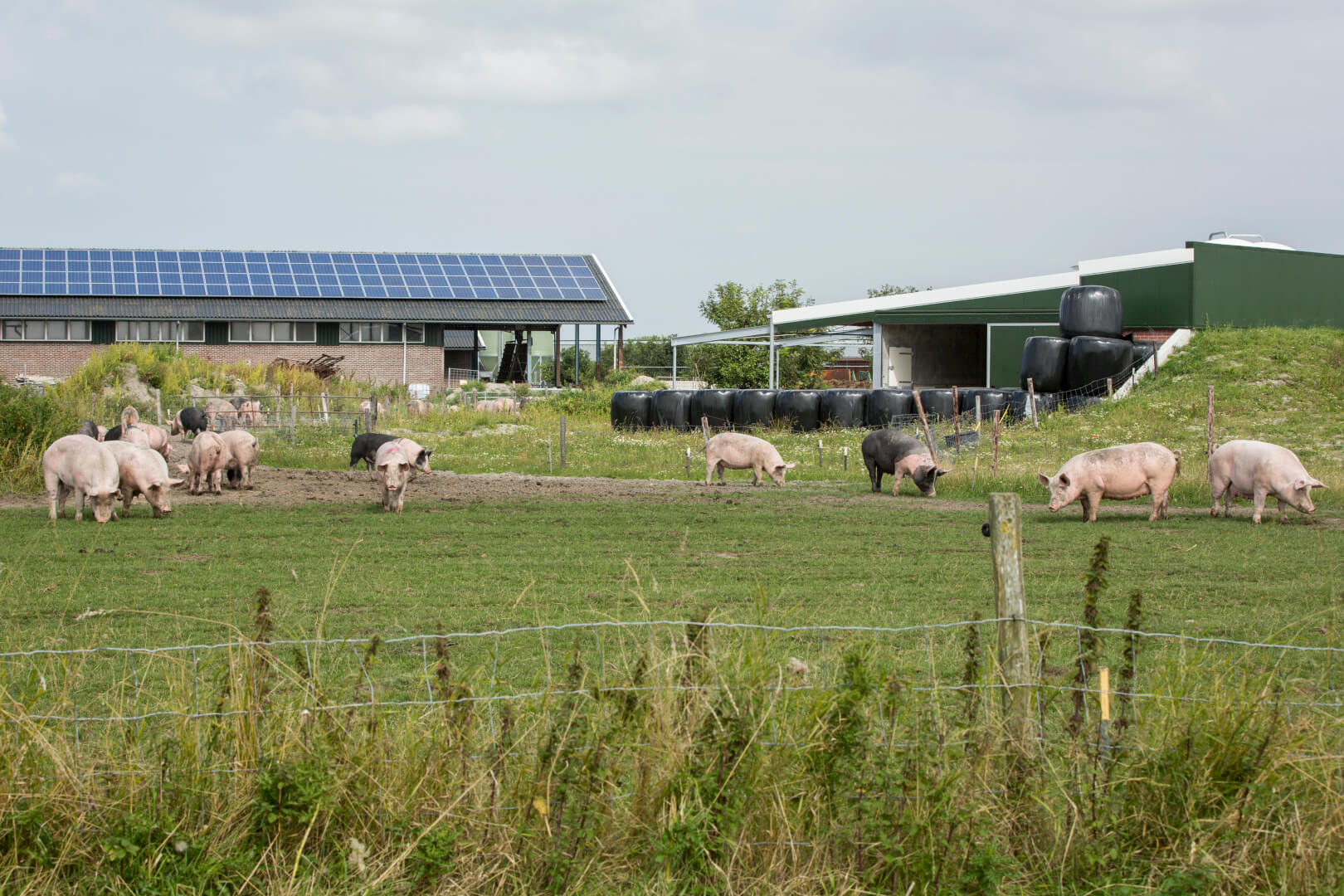 Het dak van de 'oude' zeugenstal is voorzien van zonnepanelen. Rechts de hellende kapconstructie van een Dijkstal. 