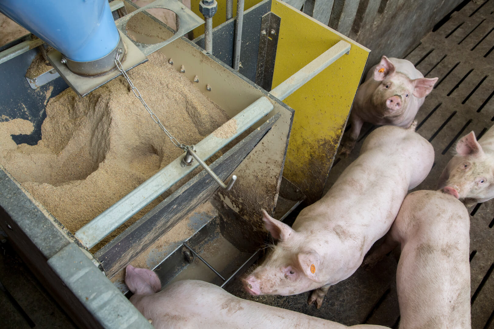 De vleesvarkens bij Janssens krijgen afgepaste porties voer in meelvorm.  De voerbak heeft twee vreetplaatsen en een drinknippel. 