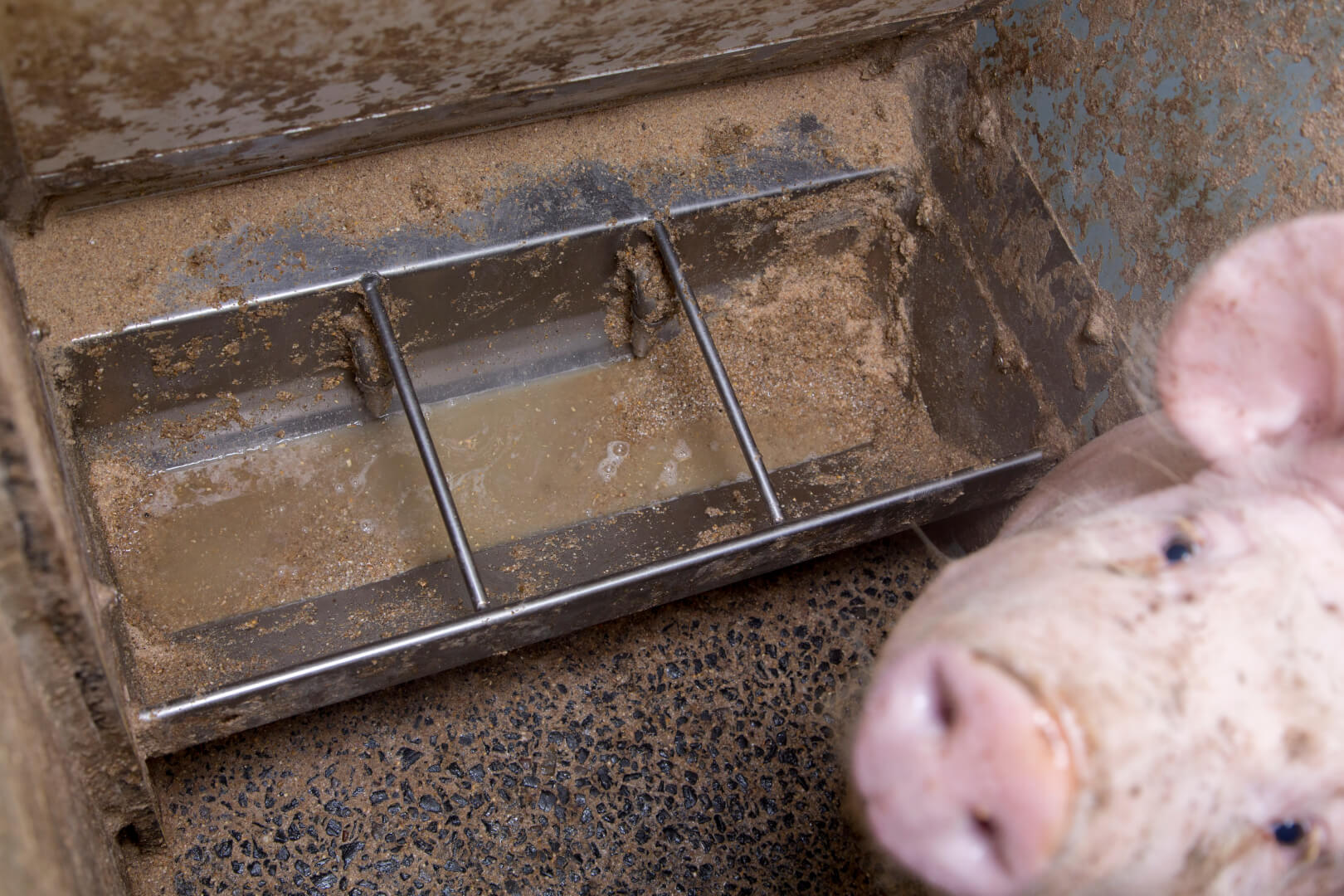 Meel en water wordt makkelijk een papje in de trog. Dat vreten de dieren prima. 