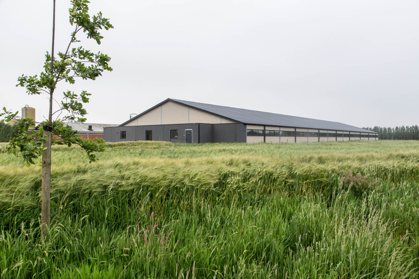 De moderne proefstal met bijna 1.800 vleesvarkens in zeven afdelingen. 