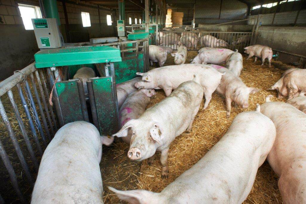 De drachtige zeugen lopen in de strostal in twee groepen. In de ene groep zitten de gelten, eerste worpszeugen en zeugen die niet goed in de andere groep passen. In de tweede groep zitten de oudere worpszeugen. 