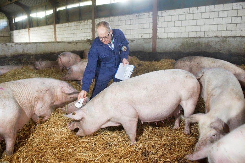 Van Zutphen controleert de conditie van de zeugen op 28 en 40 dagen dracht. Hij kijkt dan of de conditie van de zeug overeenstemt met de voercurve. 