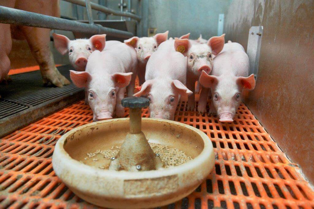 Pas vanaf een dag of 10 gaat de zeugenhouder de biggen in het kraamhok bijvoeren. Er zijn maar een paar tomen die hij melk bijvoert. 