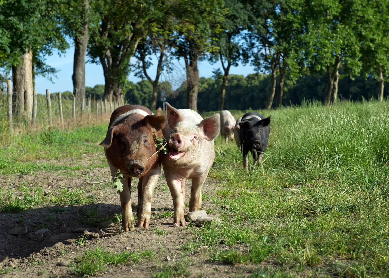 Drie+sterren+gehele+Livar%2Dketen