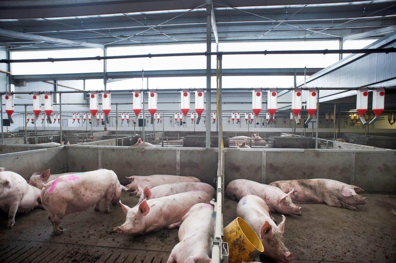 Zeugen worden op conditie bij elkaar geplaatst na het insemineren. De groepshokken bestaan voor een groot gedeelte uit dichte vloer. Ook is er volop daglicht in de stal. 