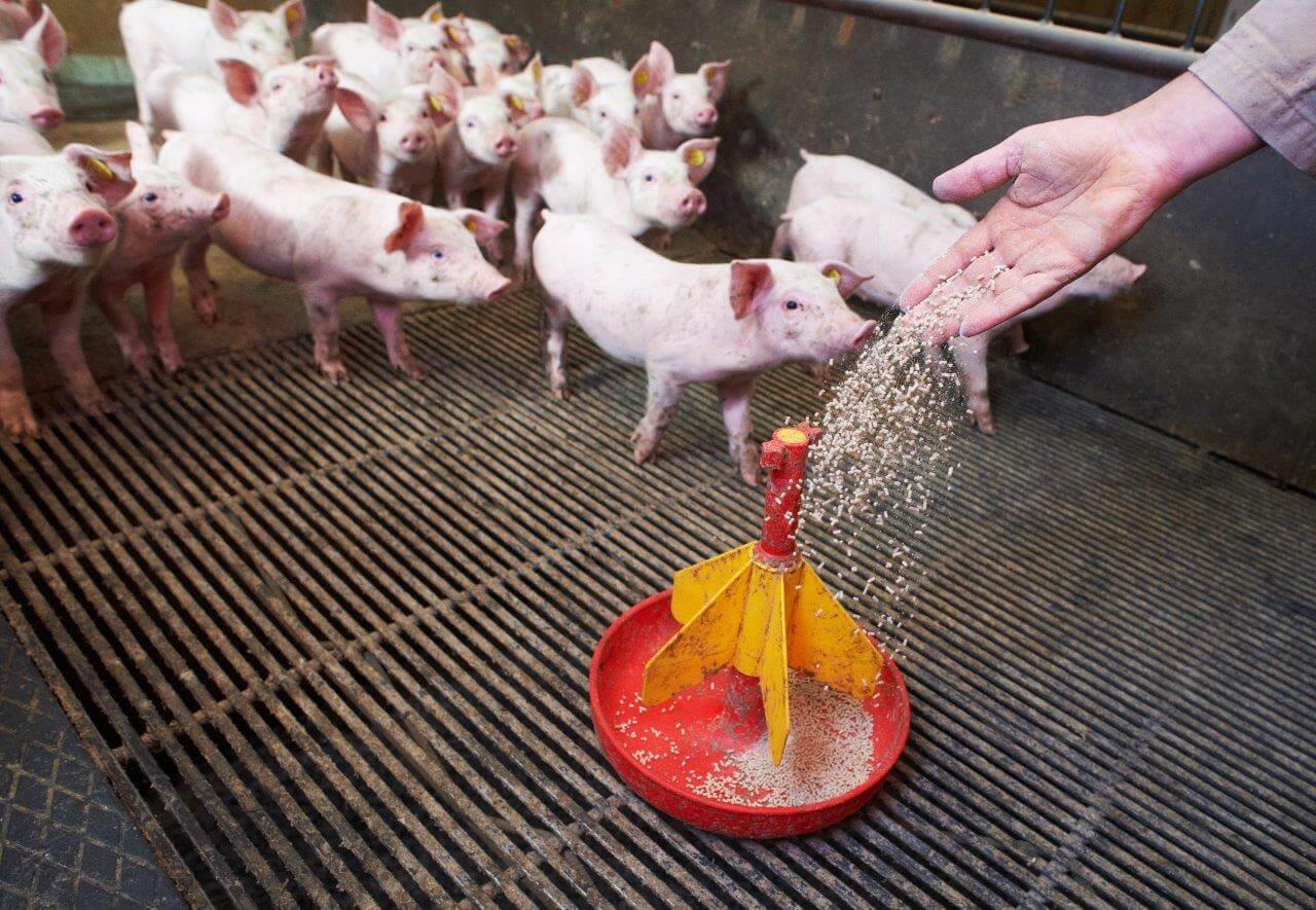 Na spenen doet Dirks er heel veel aan om elke big zo snel mogelijk aan het vreten te krijgen. De dag van spenen krijgen ze rust en hebben biggen volgens Dirks nog niet zo'n honger. Maar de dag erop stimuleert hij de voeropname door minimaal 8 keer per dag handmatig voer in de trog van de voerbak en in deze ronde voerbakjes te doen. De nieuwsgierige biggen krijgt hij zo binnen een dag aan het vreten en daarna gaat het vanzelf. 